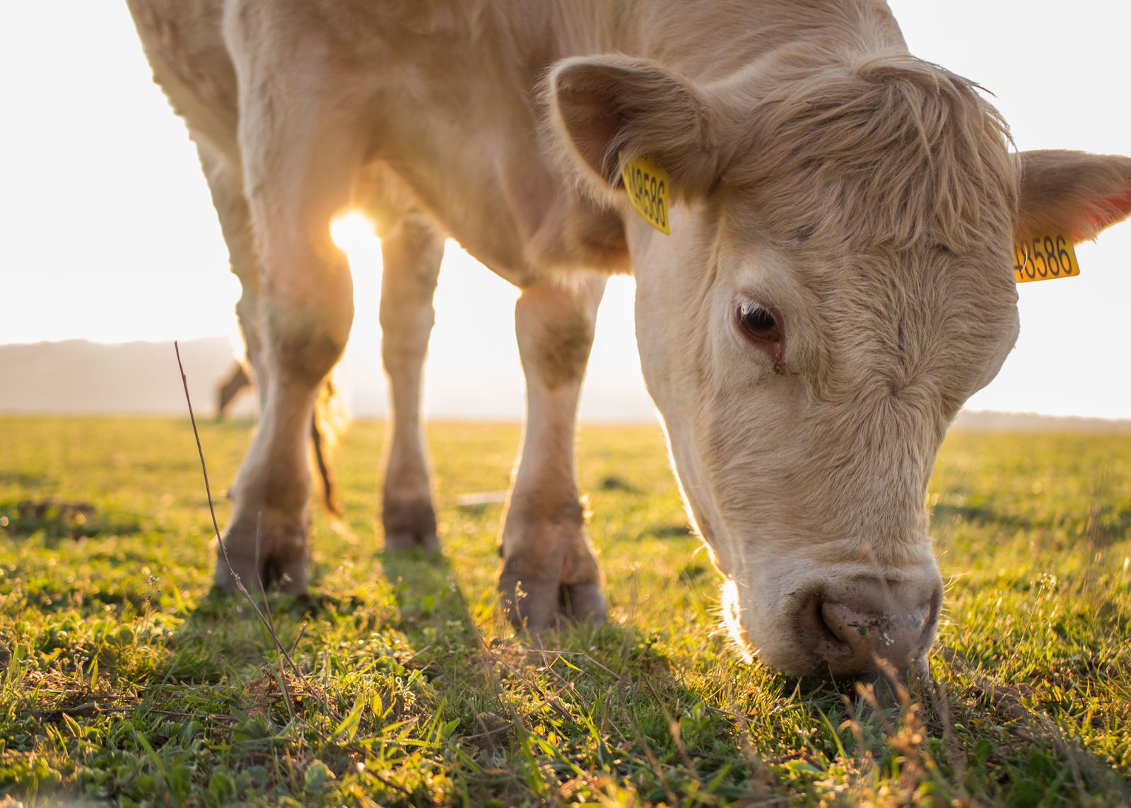 A cow grazing in a sunlit pasture